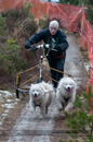 Racing Team in the Siberian Husky Club of GB Arden Grange Aviemore Sled Dog Rally 2012.
