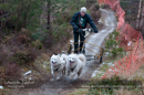 Racing Team in the Siberian Husky Club of GB Arden Grange Aviemore Sled Dog Rally 2012.