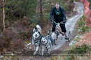 Racing Team in the Siberian Husky Club of GB Arden Grange Aviemore Sled Dog Rally 2012.