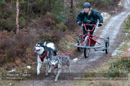 Racing Team in the Siberian Husky Club of GB Arden Grange Aviemore Sled Dog Rally 2012.