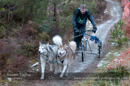 Racing Team in the Siberian Husky Club of GB Arden Grange Aviemore Sled Dog Rally 2012.