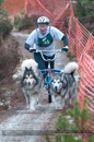 Racing Team in the Siberian Husky Club of GB Arden Grange Aviemore Sled Dog Rally 2012.