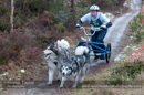 Racing Team in the Siberian Husky Club of GB Arden Grange Aviemore Sled Dog Rally 2012.