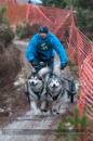 Racing Team in the Siberian Husky Club of GB Arden Grange Aviemore Sled Dog Rally 2012.
