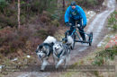 Racing Team in the Siberian Husky Club of GB Arden Grange Aviemore Sled Dog Rally 2012.