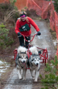 Racing Team in the Siberian Husky Club of GB Arden Grange Aviemore Sled Dog Rally 2012.