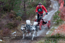 Racing Team in the Siberian Husky Club of GB Arden Grange Aviemore Sled Dog Rally 2012.