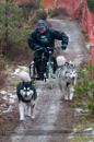 Racing Team in the Siberian Husky Club of GB Arden Grange Aviemore Sled Dog Rally 2012.