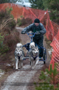 Racing Team in the Siberian Husky Club of GB Arden Grange Aviemore Sled Dog Rally 2012.