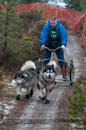 Racing Team in the Siberian Husky Club of GB Arden Grange Aviemore Sled Dog Rally 2012.