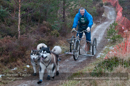 Racing Team in the Siberian Husky Club of GB Arden Grange Aviemore Sled Dog Rally 2012.