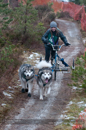 Racing Team in the Siberian Husky Club of GB Arden Grange Aviemore Sled Dog Rally 2012.
