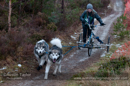 Racing Team in the Siberian Husky Club of GB Arden Grange Aviemore Sled Dog Rally 2012.