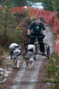 Racing Team in the Siberian Husky Club of GB Arden Grange Aviemore Sled Dog Rally 2012.