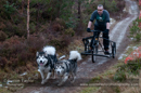 Racing Team in the Siberian Husky Club of GB Arden Grange Aviemore Sled Dog Rally 2012.