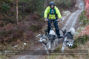 Racing Team in the Siberian Husky Club of GB Arden Grange Aviemore Sled Dog Rally 2012.