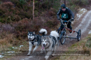 Racing Team in the Siberian Husky Club of GB Arden Grange Aviemore Sled Dog Rally 2012.