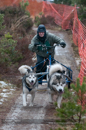 Racing Team in the Siberian Husky Club of GB Arden Grange Aviemore Sled Dog Rally 2012.