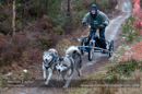 Racing Team in the Siberian Husky Club of GB Arden Grange Aviemore Sled Dog Rally 2012.