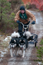 Racing Team in the Siberian Husky Club of GB Arden Grange Aviemore Sled Dog Rally 2012.