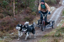 Racing Team in the Siberian Husky Club of GB Arden Grange Aviemore Sled Dog Rally 2012.