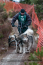 Racing Team in the Siberian Husky Club of GB Arden Grange Aviemore Sled Dog Rally 2012.