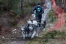 Racing Team in the Siberian Husky Club of GB Arden Grange Aviemore Sled Dog Rally 2012.