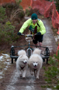 Racing Team in the Siberian Husky Club of GB Arden Grange Aviemore Sled Dog Rally 2012.