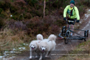Racing Team in the Siberian Husky Club of GB Arden Grange Aviemore Sled Dog Rally 2012.