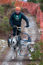 Racing Team in the Siberian Husky Club of GB Arden Grange Aviemore Sled Dog Rally 2012.
