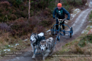Racing Team in the Siberian Husky Club of GB Arden Grange Aviemore Sled Dog Rally 2012.