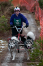 Racing Team in the Siberian Husky Club of GB Arden Grange Aviemore Sled Dog Rally 2012.