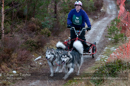 Racing Team in the Siberian Husky Club of GB Arden Grange Aviemore Sled Dog Rally 2012.