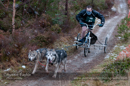 Racing Team in the Siberian Husky Club of GB Arden Grange Aviemore Sled Dog Rally 2012.