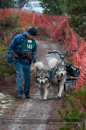 Racing Team in the Siberian Husky Club of GB Arden Grange Aviemore Sled Dog Rally 2012.