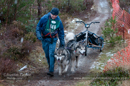 Racing Team in the Siberian Husky Club of GB Arden Grange Aviemore Sled Dog Rally 2012.