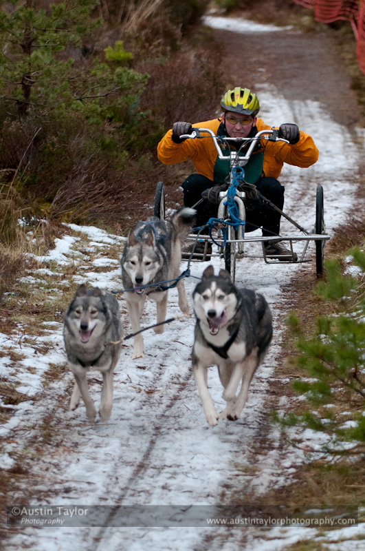 Racing Team in the Siberian Husky Club of GB Arden Grange Aviemore Sled Dog Rally 2012.