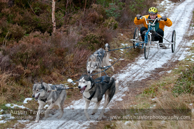 Racing Team in the Siberian Husky Club of GB Arden Grange Aviemore Sled Dog Rally 2012.
