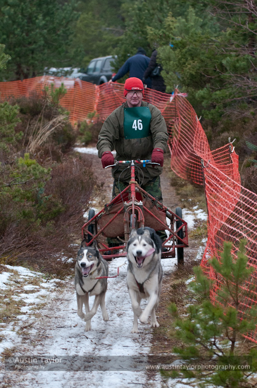 Racing Team in the Siberian Husky Club of GB Arden Grange Aviemore Sled Dog Rally 2012.