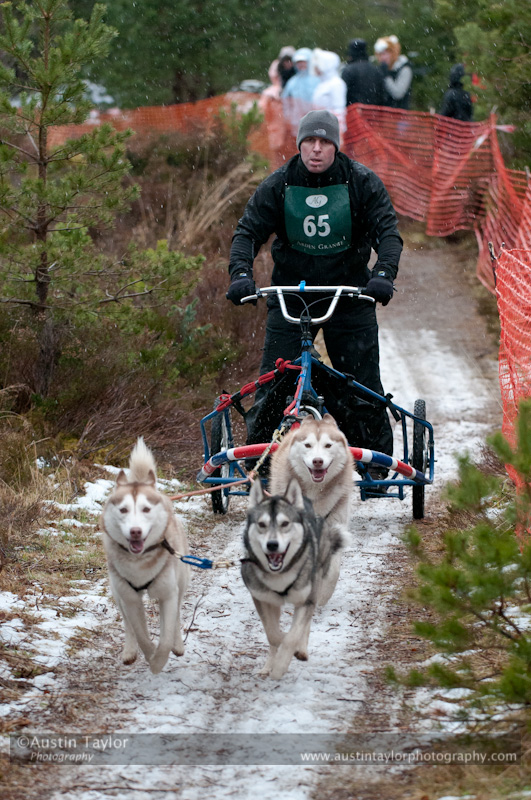 Racing Team in the Siberian Husky Club of GB Arden Grange Aviemore Sled Dog Rally 2012.