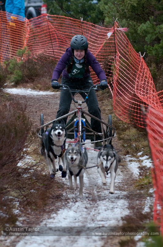Racing Team in the Siberian Husky Club of GB Arden Grange Aviemore Sled Dog Rally 2012.