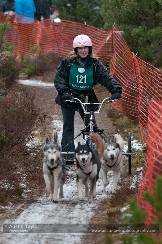 Racing Team in the Siberian Husky Club of GB Arden Grange Aviemore Sled Dog Rally 2012.