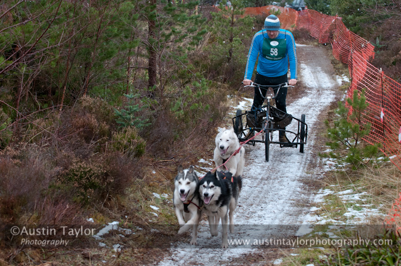 Racing Team in the Siberian Husky Club of GB Arden Grange Aviemore Sled Dog Rally 2012.