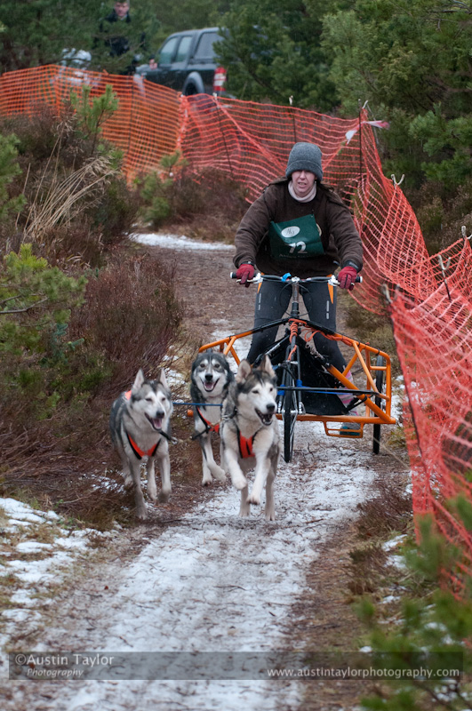 Racing Team in the Siberian Husky Club of GB Arden Grange Aviemore Sled Dog Rally 2012.