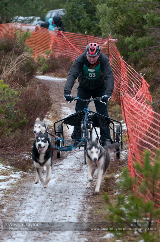 Racing Team in the Siberian Husky Club of GB Arden Grange Aviemore Sled Dog Rally 2012.