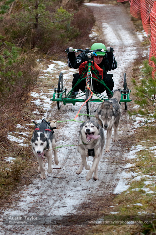 Racing Team in the Siberian Husky Club of GB Arden Grange Aviemore Sled Dog Rally 2012.