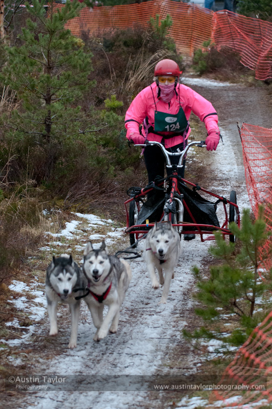 Racing Team in the Siberian Husky Club of GB Arden Grange Aviemore Sled Dog Rally 2012.