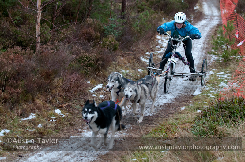 Racing Team in the Siberian Husky Club of GB Arden Grange Aviemore Sled Dog Rally 2012.
