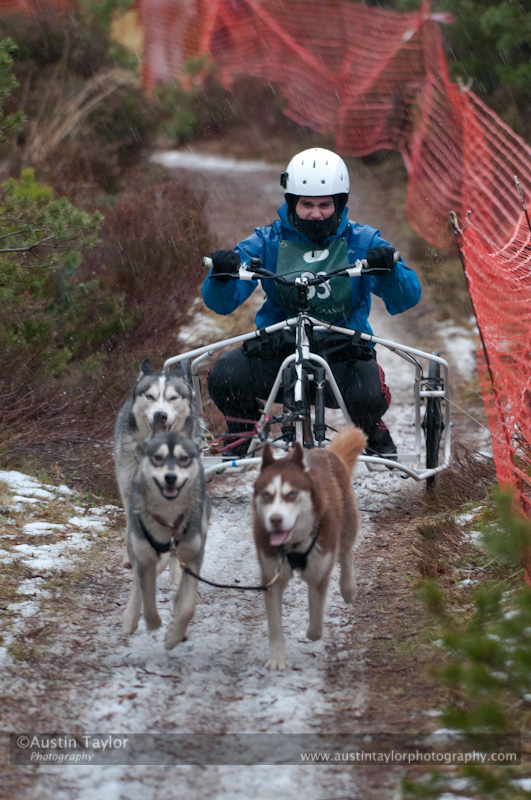 Racing Team in the Siberian Husky Club of GB Arden Grange Aviemore Sled Dog Rally 2012.