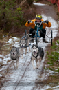 Racing Team in the Siberian Husky Club of GB Arden Grange Aviemore Sled Dog Rally 2012.